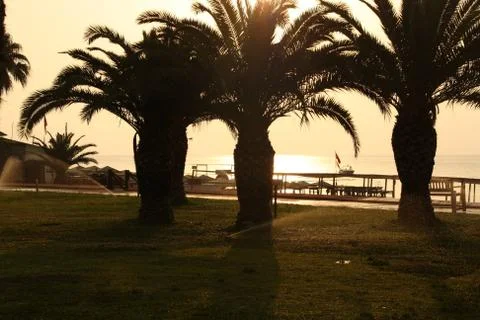 Palm trees at sunset Stock Photos