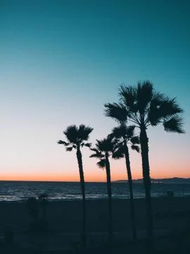 Palm Trees Sunset Stock Photos