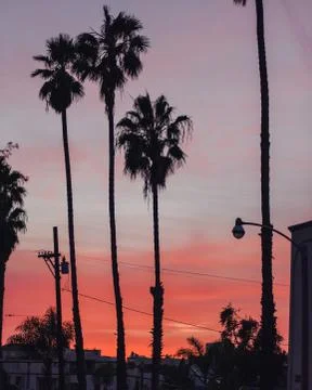 Palm trees at sunset Stock Photos