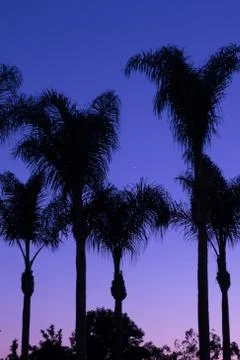 Palm Trees at Sunset Stock Photos