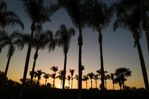 Palm Trees at Sunset Stock-Fotos
