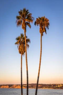 Palm Trees at Sunset Foto stock