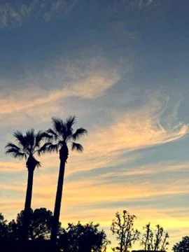 Palm trees on the sunset Stock Photos