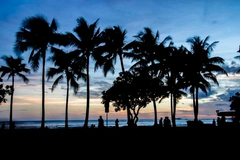 Palm trees in the sunset Stock Photos
