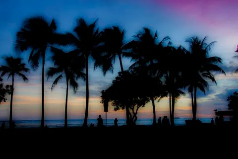 Palm trees in the sunset Stock Photos