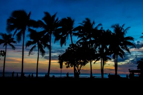 Palm trees in the sunset Stock Photos
