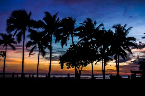Palm trees in the sunset Stock Photos