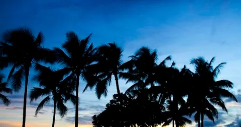 Palm trees in the sunset Stock Photos
