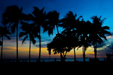 Palm trees in the sunset Stock Photos