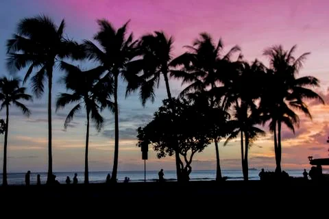Palm trees in the sunset Stock Photos