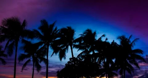 Palm trees in the sunset Stock Photos
