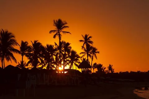 Palm trees at sunset Stockfoto's