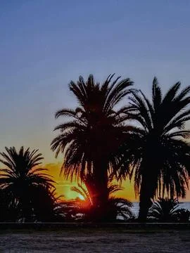 Palm trees at sunset Stock Photos
