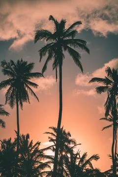 Palm trees at sunset Stockfoto's