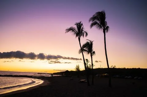 Palm Trees at Sunset Stock Photos