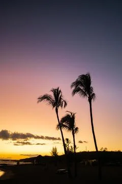 Palm Trees at Sunset Stock Photos
