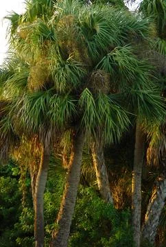 Palm Trees at Sunset Stock Photos