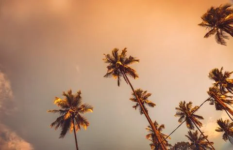 Palm trees on sunset Foto stock
