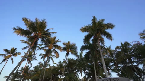 Palm trees with sunset by the pool Stock Footage 137962527