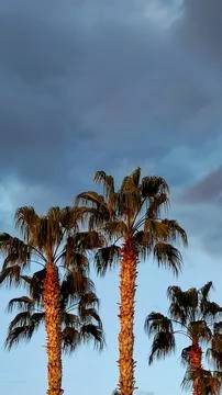 Palm trees in sunset rays against background of blue sky, copy space, vertical Stock Photos