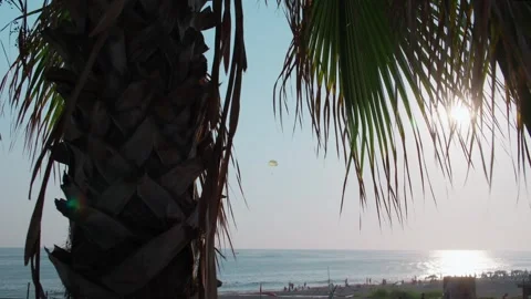 Palm Trees Sunset Reflection Stock Footage 339703831