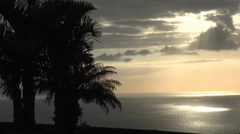 Palm trees in sunset on the sea Stock Footage 34419235