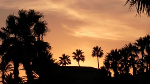 Palm Trees Sunset Silhouette 動画素材 196826135