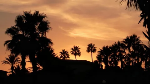 Palm Trees Sunset Silhouette Slow Motion 動画素材 196830337