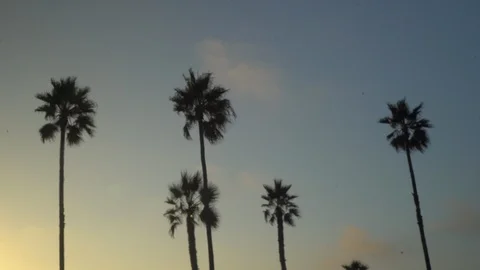 Palm trees in sunset sky Vídeo Stock 125802891