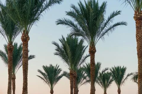 Palm trees at sunset sky Foto stock