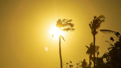 Palm trees at sunset. The sun passes behind palm branches. Time lapse. 4K. Stock Footage 115488104