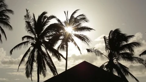 Palm trees at sunset / sunrise Vídeo Stock 84582362