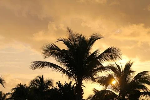 Palm trees, sunset time, worm's eye Stock Photos