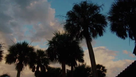 Palm Trees at Sunset - Tropical View Stockbeeldmateriaal 248157131