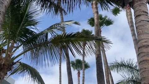 Palm Trees with sunshine Stock Footage 281076435