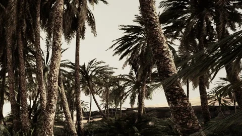 Palm trees surround a pathway on a beach at sunset in a tropical location Stock Footage 345047779