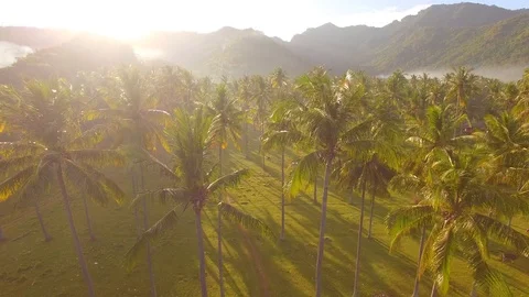 Palm trees surrounded by mist at sunset Stock Footage 98678480