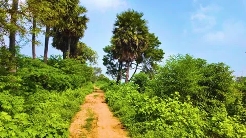 Palm Trees Surrounded the Pathway Video stock 262213284