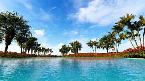 Palm trees surrounded by red flowers Stock Footage 87561714