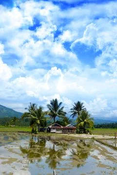 Palm trees surrounding building Stock-Fotos