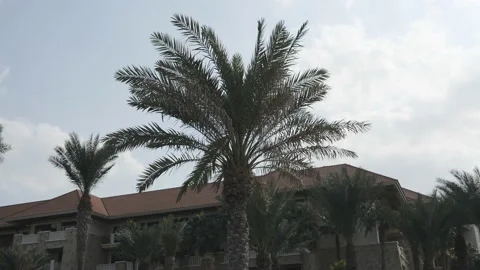 Palm trees surrounding a mansion. Stock Footage 234067287