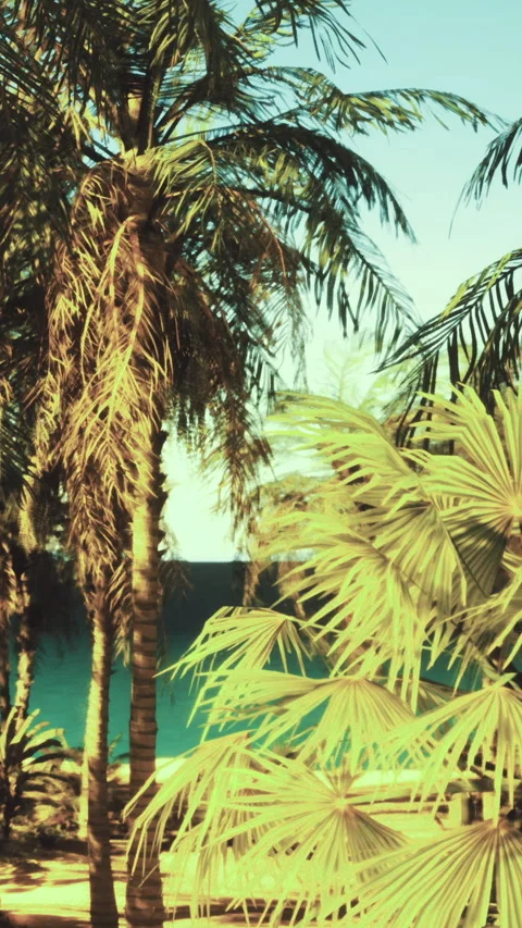 Palm trees sway by the beach with clear water in the background during daytime Stock Footage 331680129