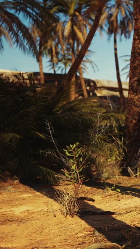 Palm trees sway in a desert landscape under a clear sky with sandy ground Stock Footage 338418530