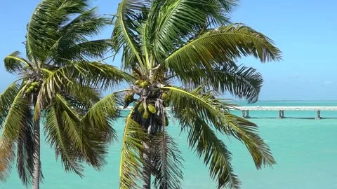 Palm trees sway in the Florida Keys in slow motion. Stockbeeldmateriaal 78161257
