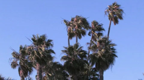Palm Trees Sway Stock Footage 525782
