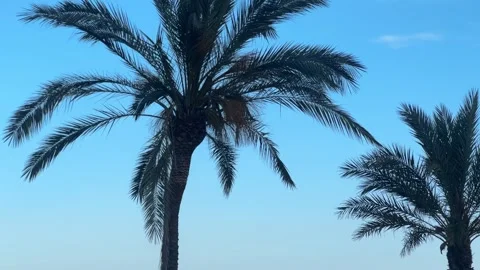Palm trees sway gently against a clear blue sky. Soft breeze moves fronds in a Stock Footage 339025016