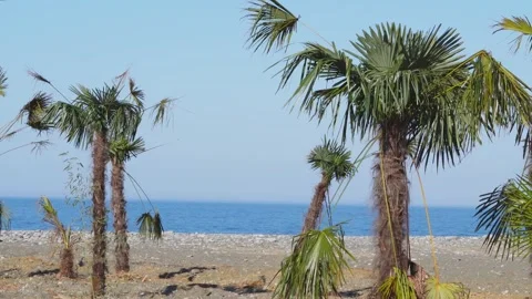Palm trees sway gently by the beach with a clear blue ocean in the background Stock Footage 327699293