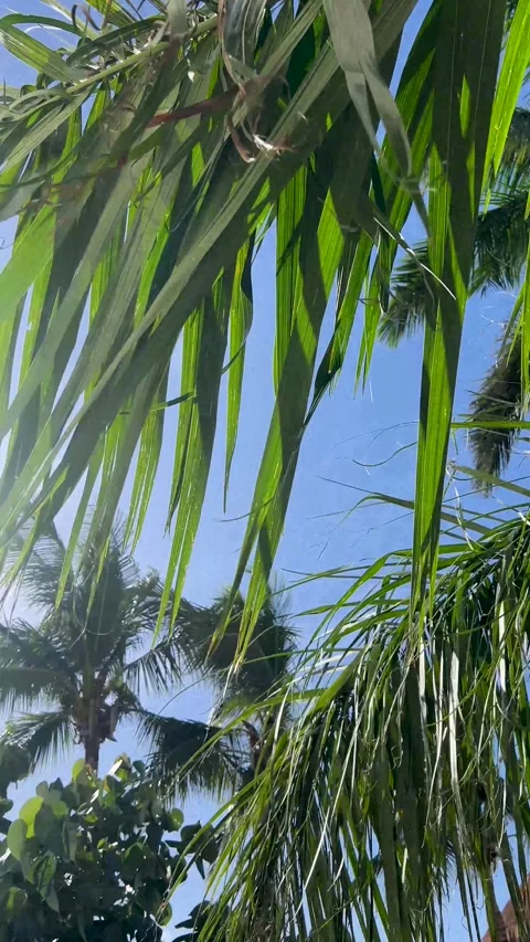 Palm trees sway gently over the blue sky in the warm tropical breeze Stock Footage 296608408