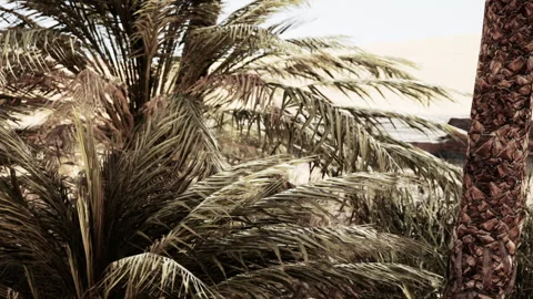 Palm Trees Sway Gently by the Serene Waters During a Golden Sunset in Paradise Stock-Footage 344546028