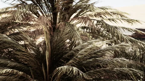 Palm Trees Sway Gently by the Serene Waters During a Golden Sunset in Paradise Video stock 344546218